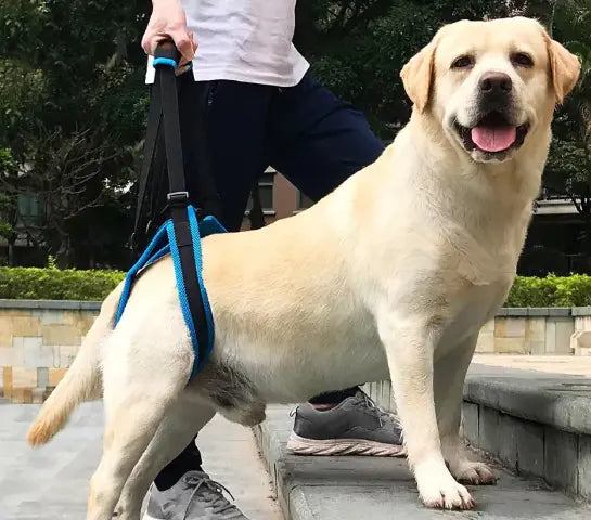 PawPal Mobility Strap