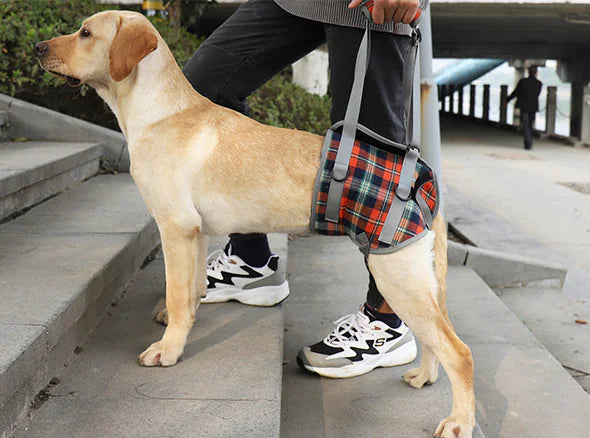 Elderly Dog Support Sling - Post-Surgery Belt