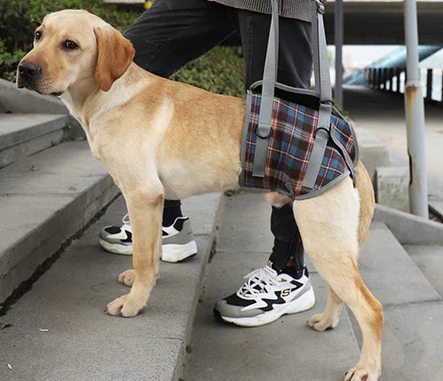 Elderly Dog Support Sling - Post-Surgery Belt