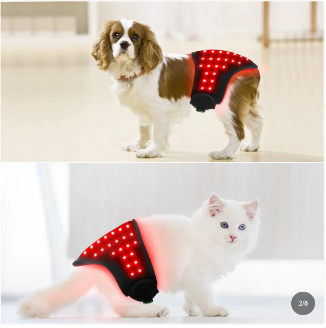 Animal Infrared Therapy Strap
