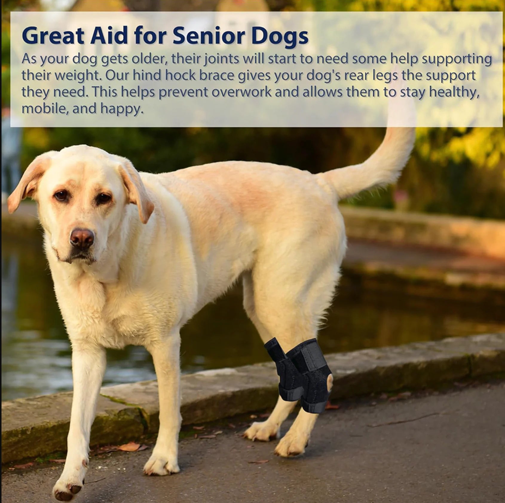 Canine Knee Support Harness