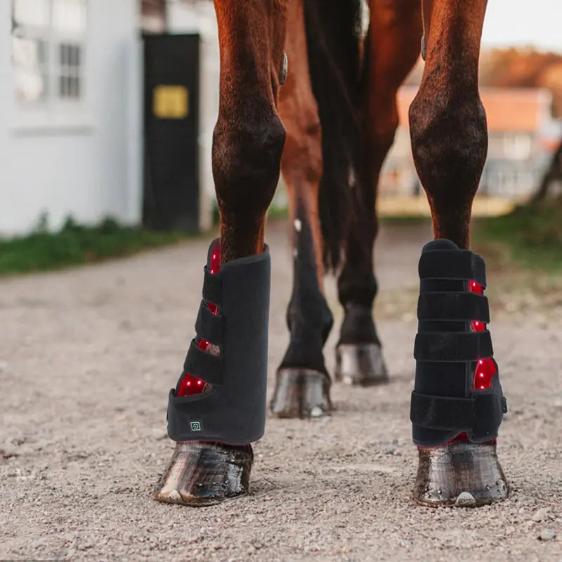 Equine Leg Red Light Therapy Kit