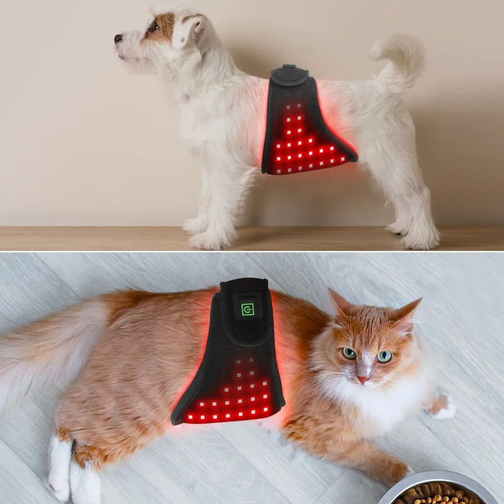 Animal Infrared Therapy Strap